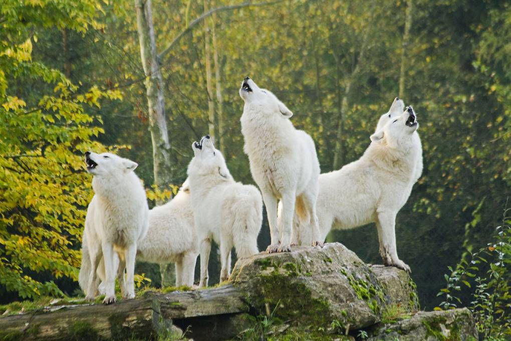05-rhodes-loups-blancs-alsace